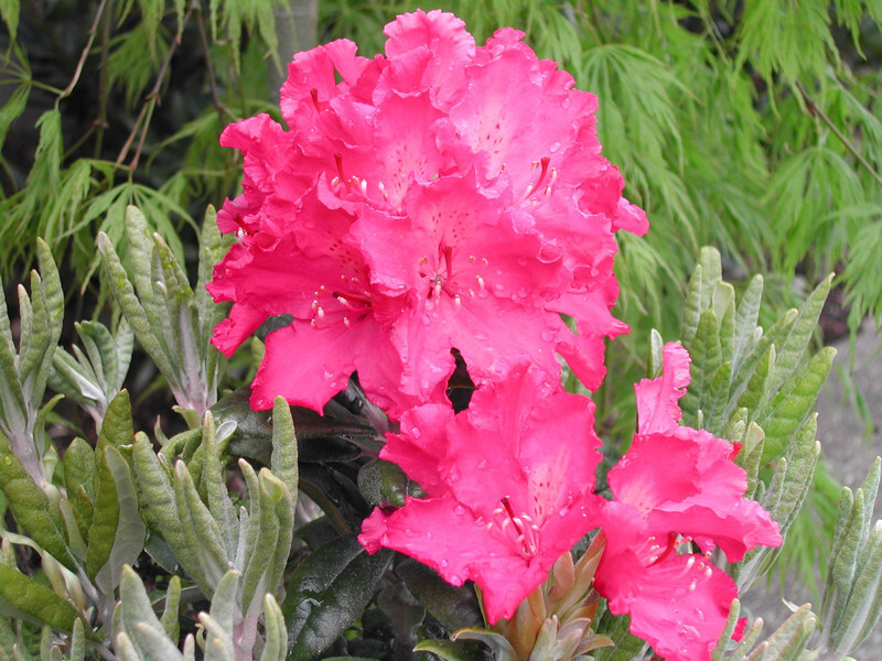 Rhododendron 'Haaga' (Haaga Rhododendron)