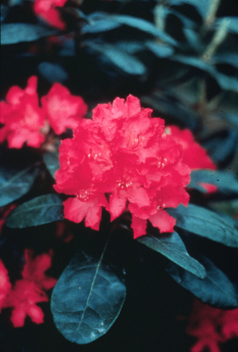 Rhododendron 'Hellikki'