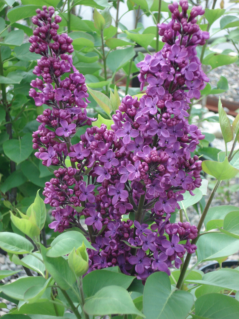 Syringa vulgaris 'Ludwig Spaeth' (Common Lilac)