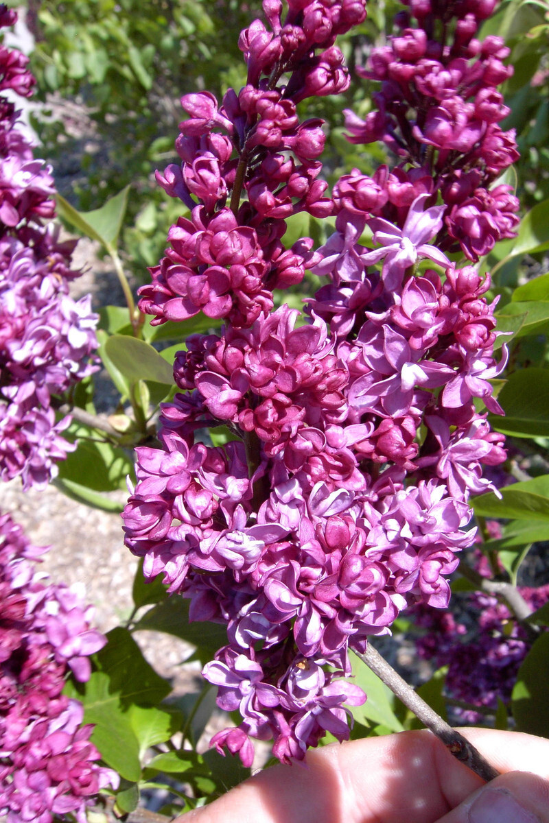 Syringa vulgaris 'Charles Joly' (Common Lilac)