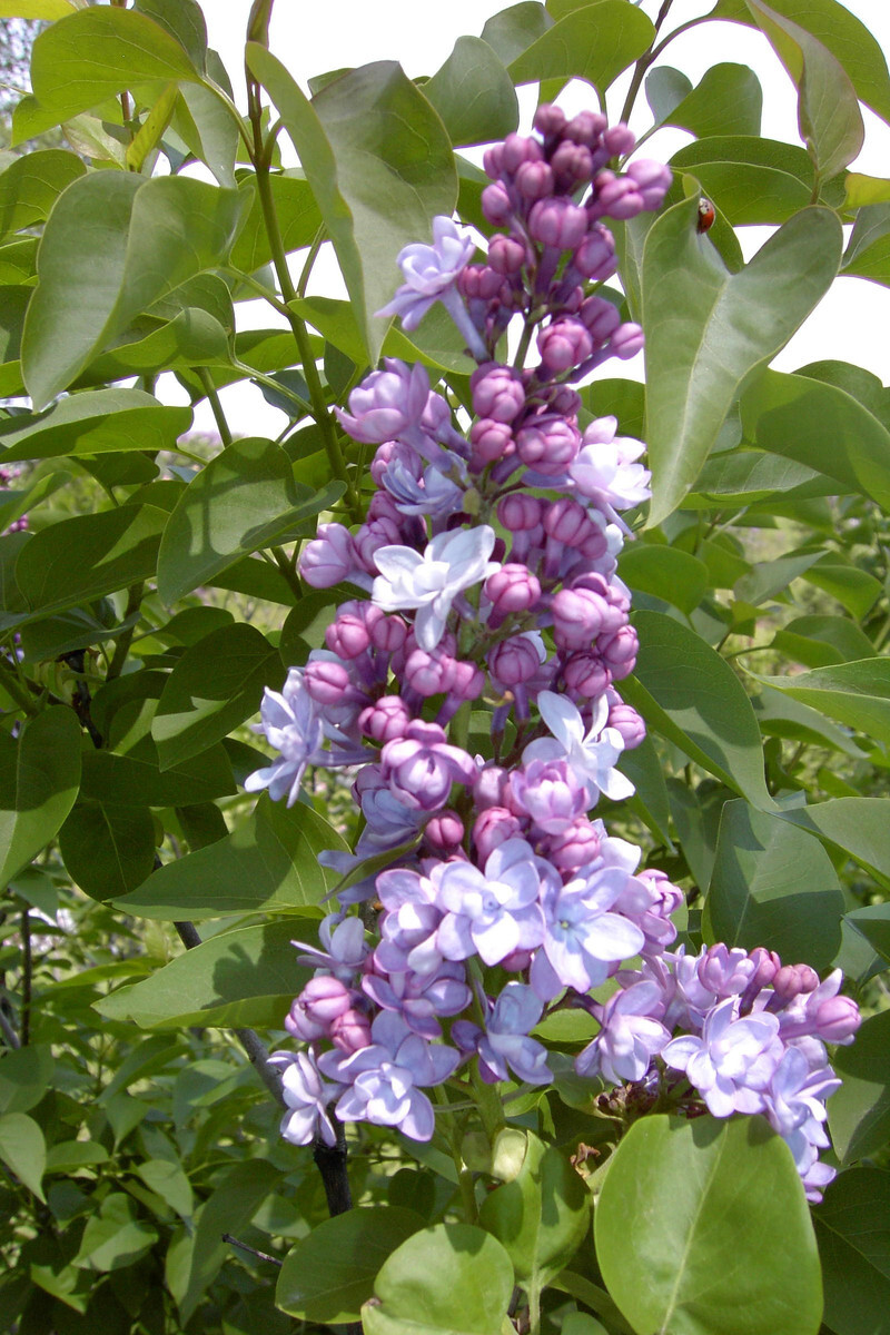 Syringa vulgaris 'Michel Buchner' (Common Lilac)