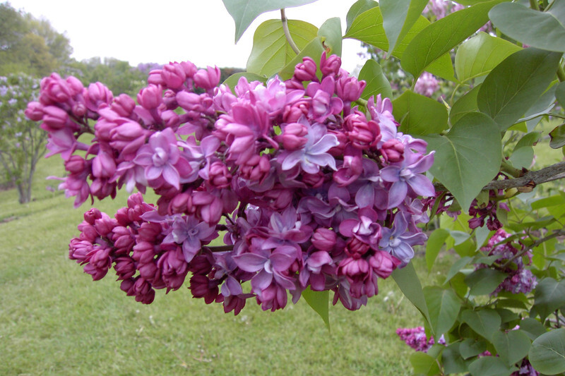 Syringa vulgaris 'Paul Thirion' (Common Lilac)