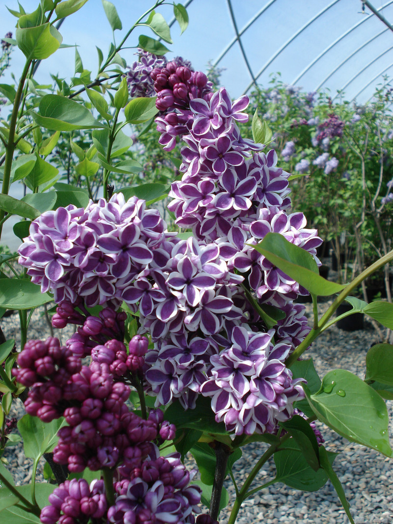 Syringa vulgaris 'Sensation' (Common Lilac)
