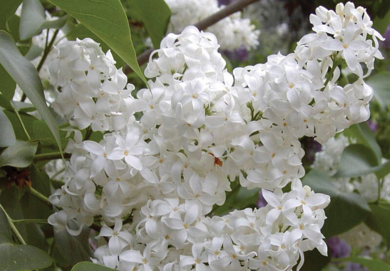 Syringa x hyacinthiflora 'Angel White' (Hyacinthflora Lilac)
