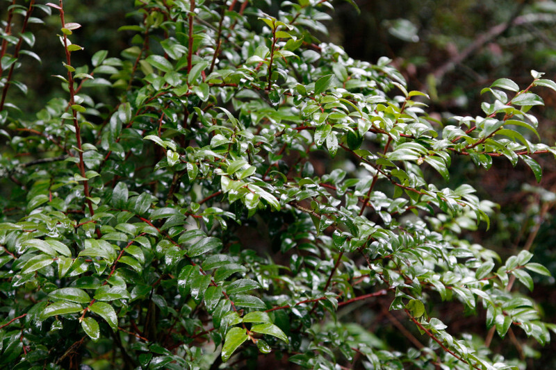 Vaccinium ovatum (Evergreen Huckleberry)