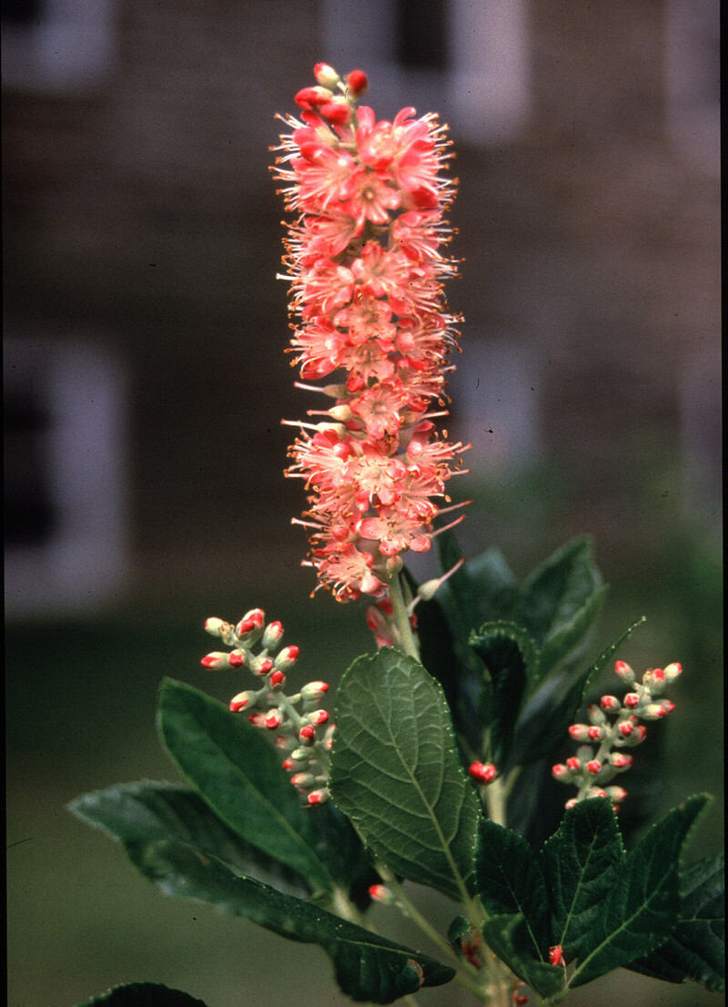 Clethra alnifolia 'Ruby Spice' (Summersweet Clethra)