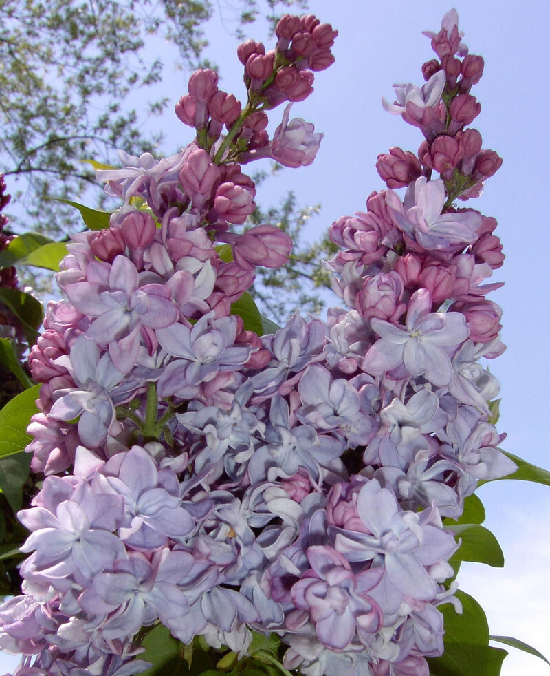 Syringa vulgaris 'Katherine Havemeyer' (Common Lilac)