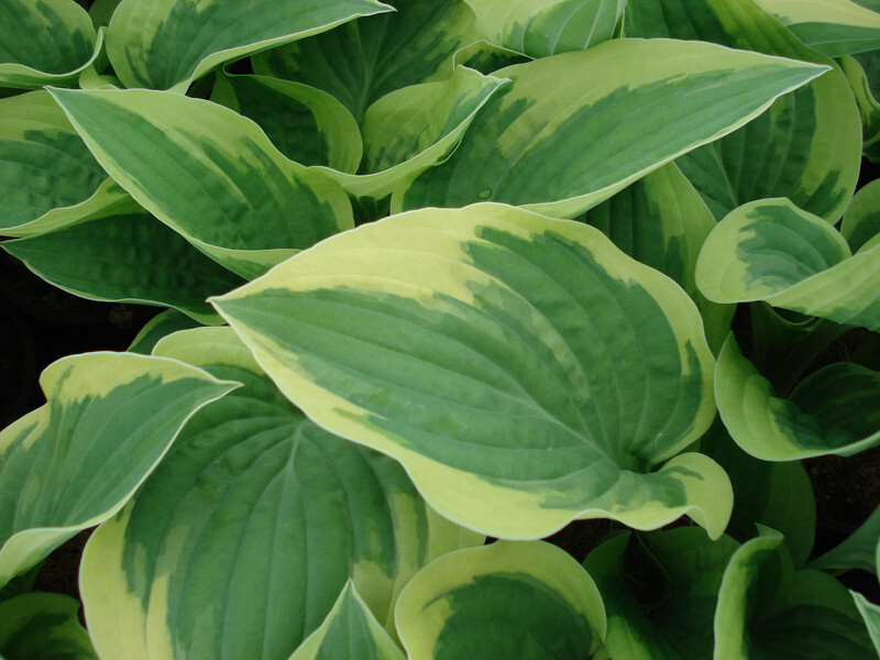 Hosta 'Sagae'