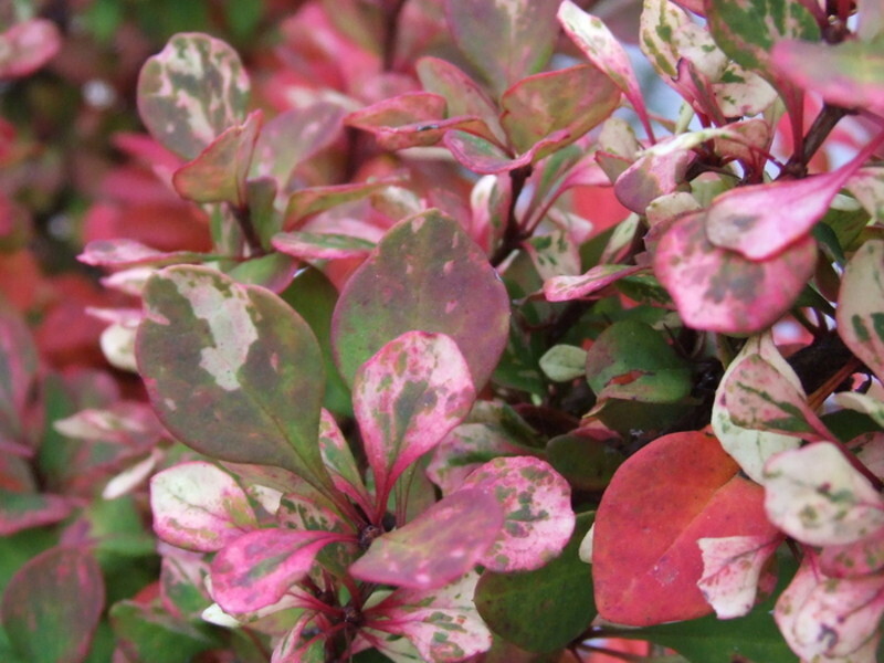 Berberis thunbergii 'Pow Wow' (Japanese Barberry)
