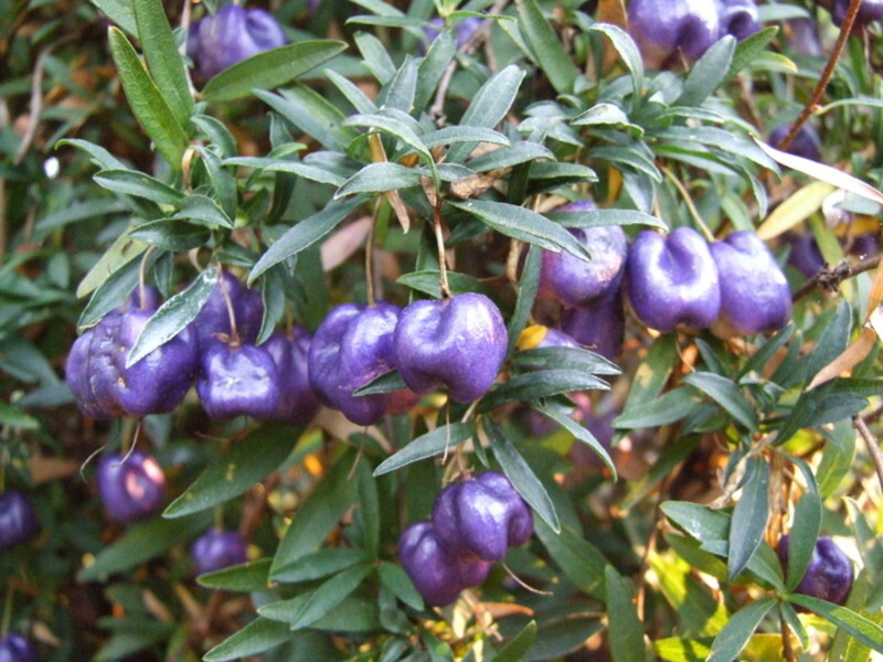 Billardiera longiflora (Tasmania Vine)