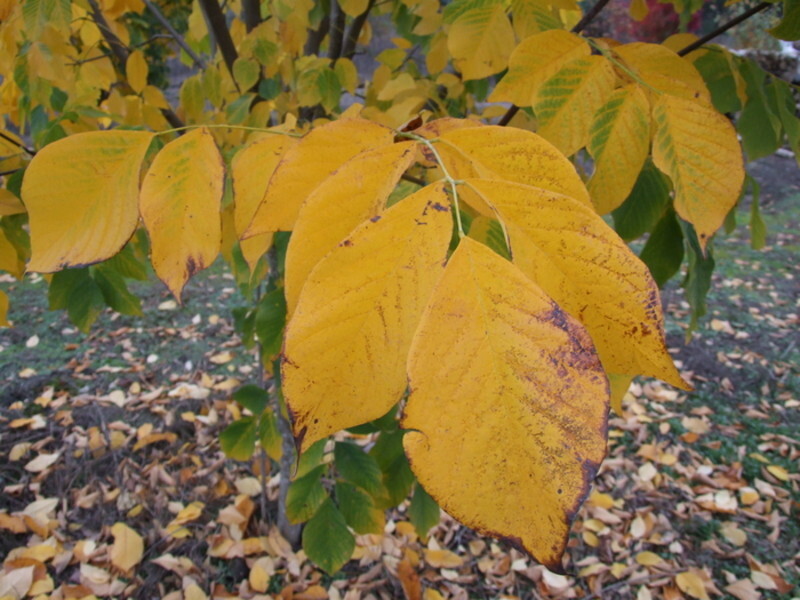 Cladrastis kentukea (American Yellowwood)