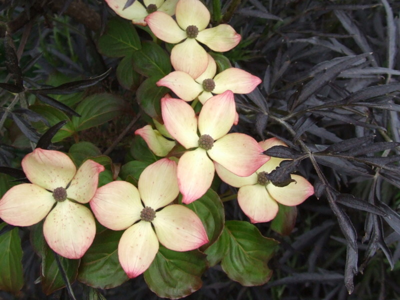 Cornus kousa 'Radiant Rose' (Radiant Rose(R) Kousa Dogwood)