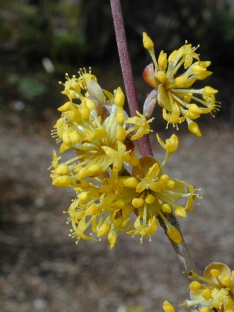 Cornus mas (Cornelian Cherry Dogwood)