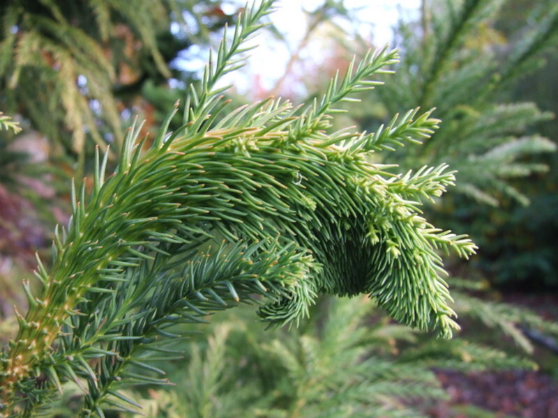 Cryptomeria japonica 'Cristata' (Japanese Cedar)