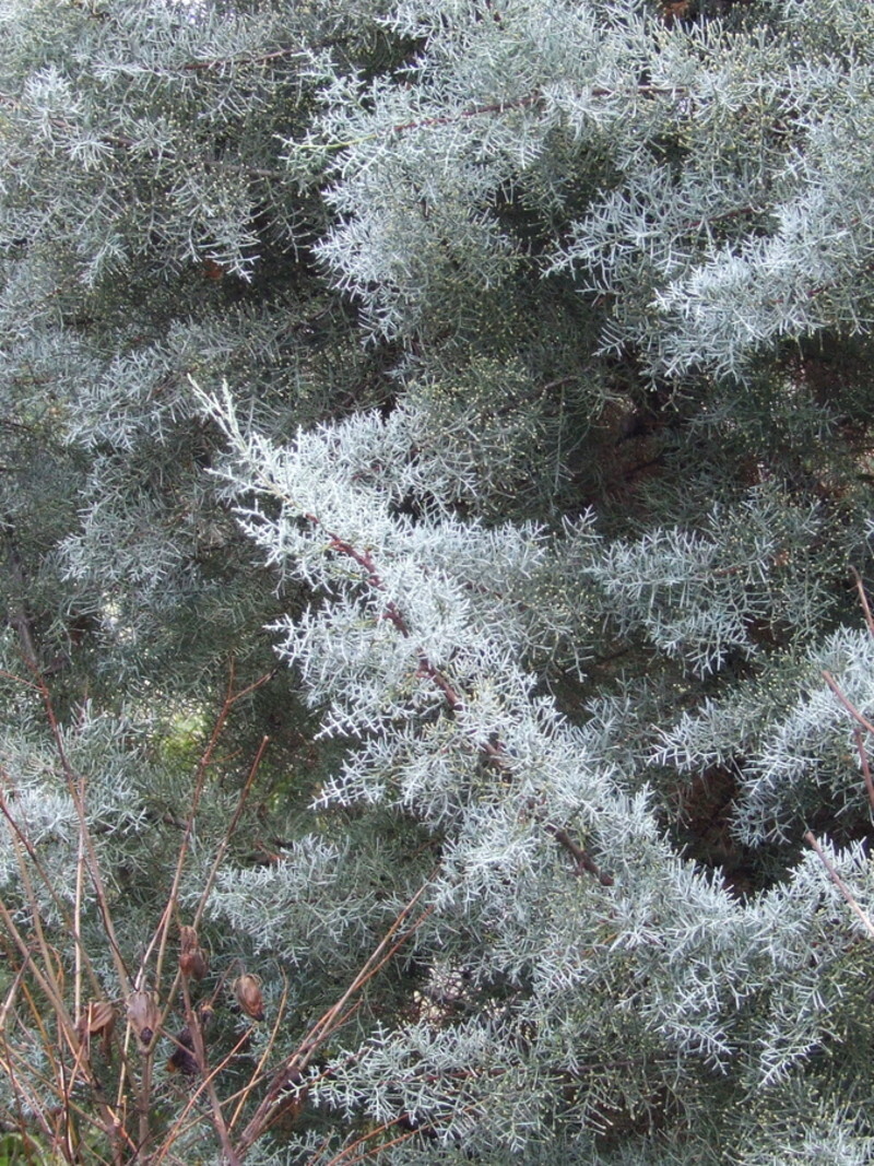 Cupressus glabra 'Blue Ice' (Smooth-bark Arizona Cypress)
