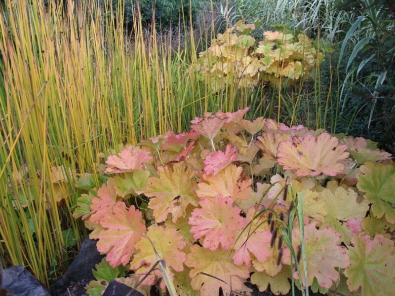 Darmera peltata (Umbrella Plant)