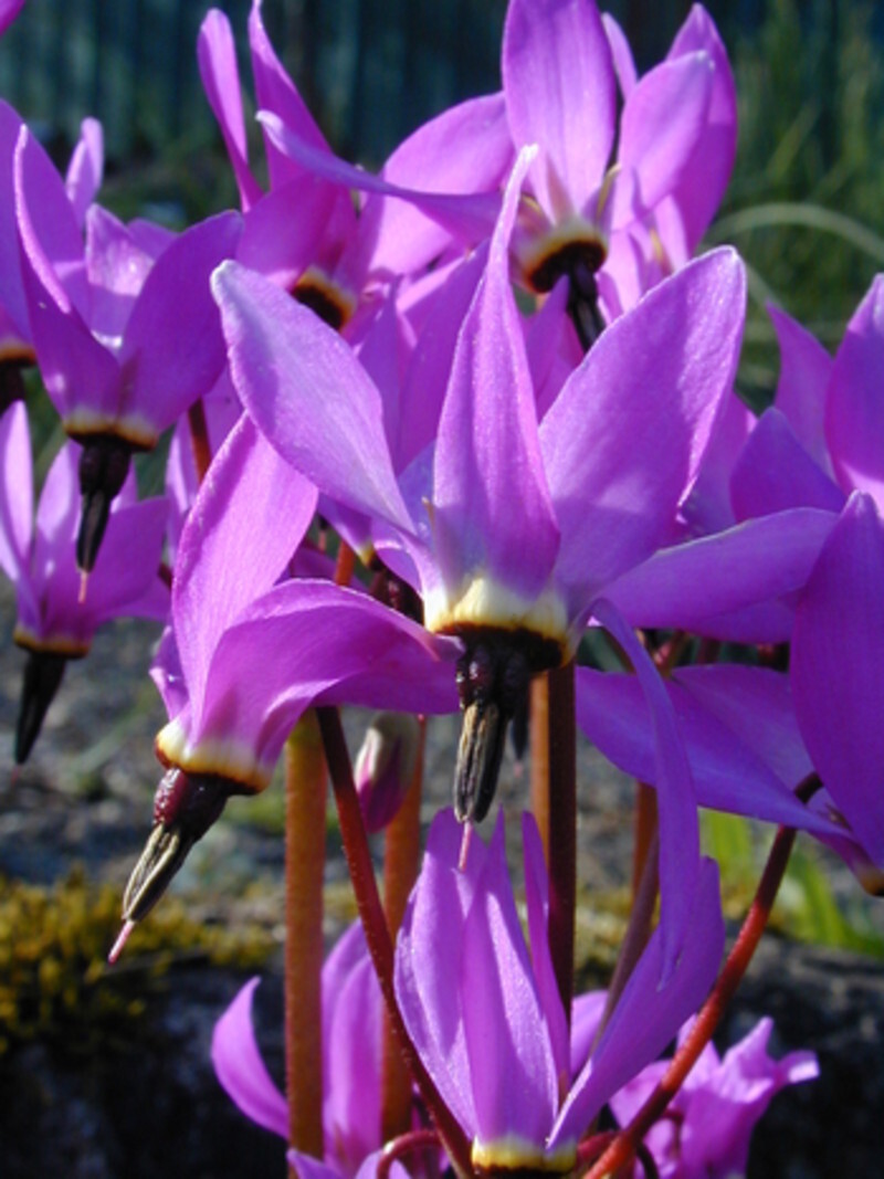 Dodecatheon hendersonii (Sailor Caps or Mosquito Bills)