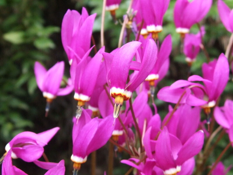 Dodecatheon pulchellum (Dark Throat Shooting Star)