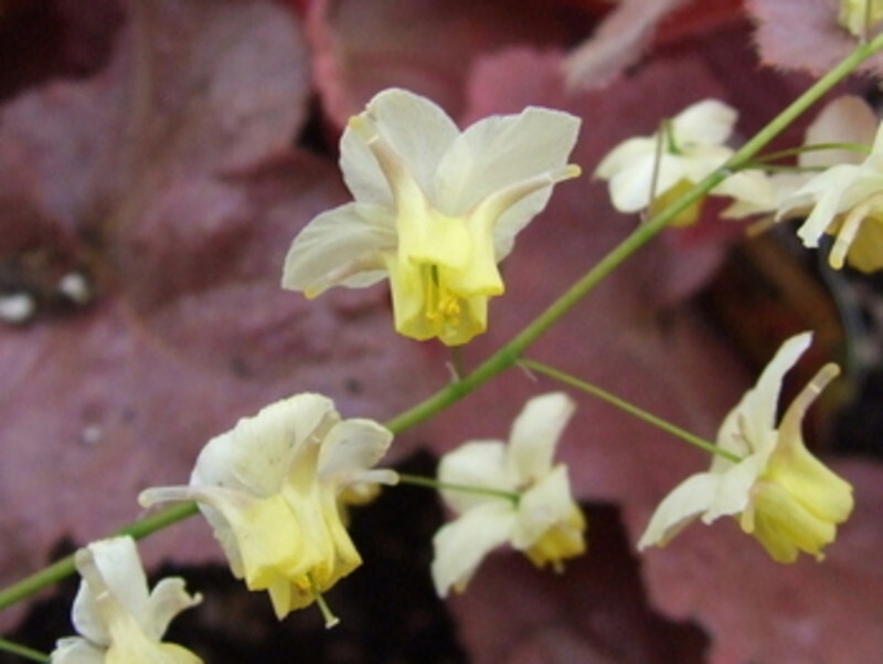 Epimedium x versicolor 'Sulphureum' (Yellow or Bicolor Barrenwort)