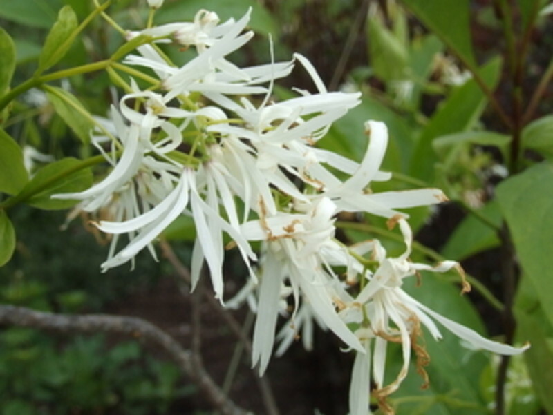 Chionanthus virginicus (White Fringe Tree)