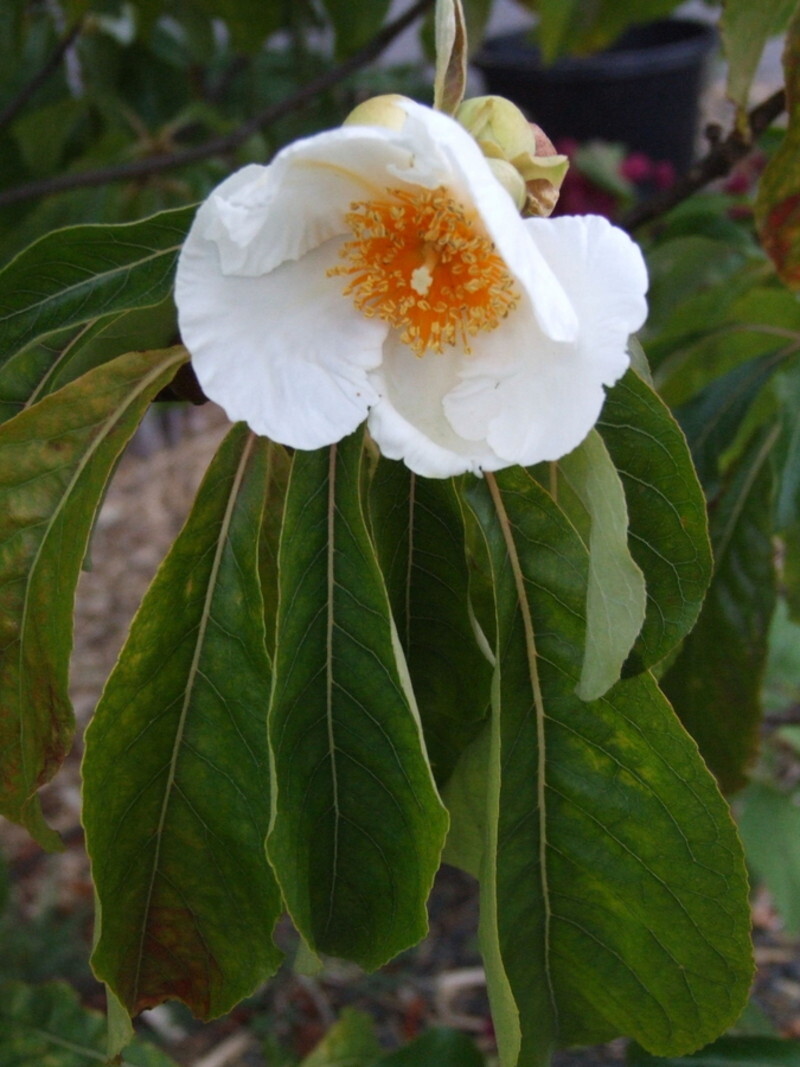 Franklinia alatamaha (Franklin Tree)