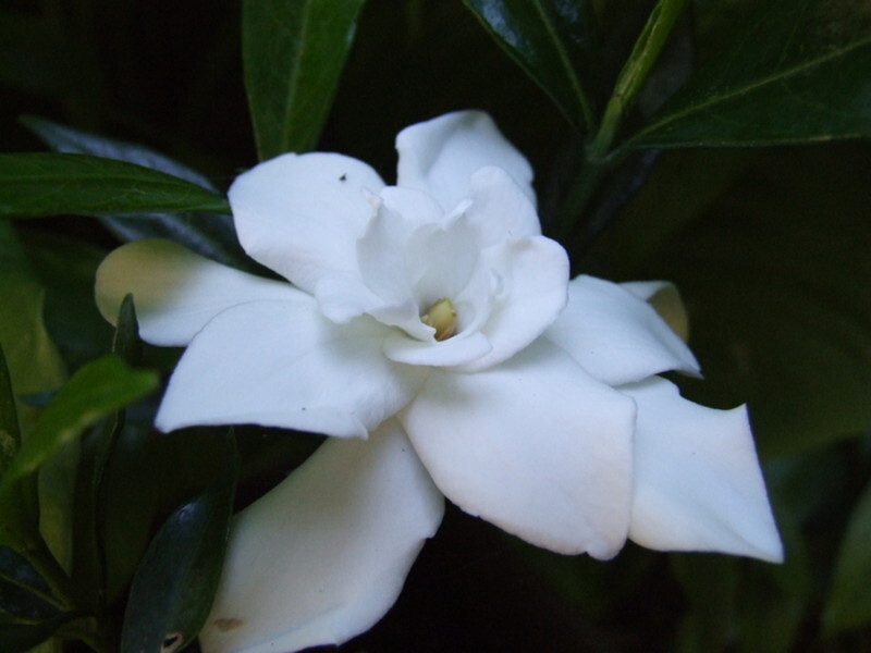 Gardenia jasminoides 'Frost Proof' (Cape Jasmine)