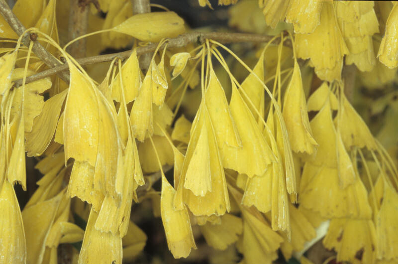 Ginkgo biloba 'Saratoga' (Maidenhair Tree)