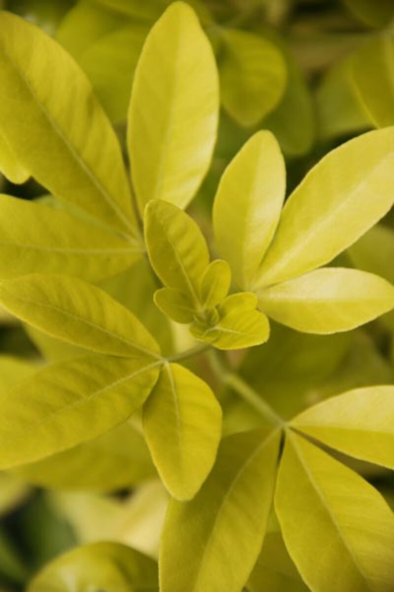 Choisya ternata 'Sundance' (Sundance Mexican Orange)