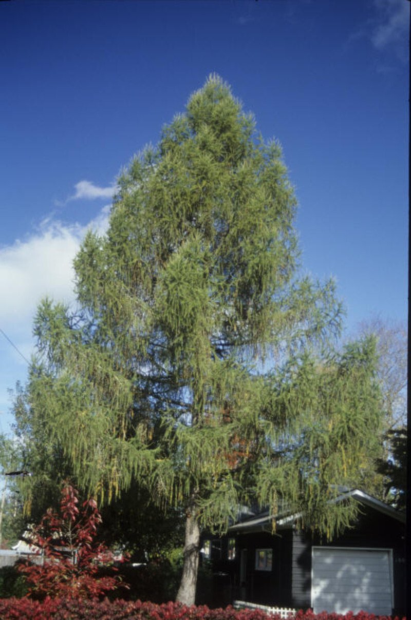 Larix kaempferi (Japanese Larch)