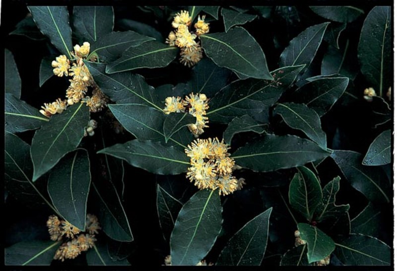 Laurus nobilis (Sweet Bay or Bay Tree)