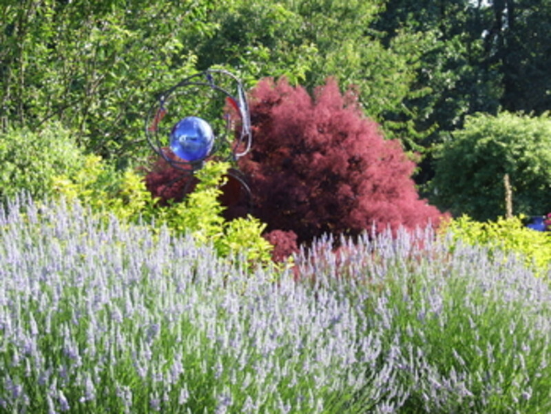 Lavandula x intermedia 'Provence' (Hybrid Lavender)