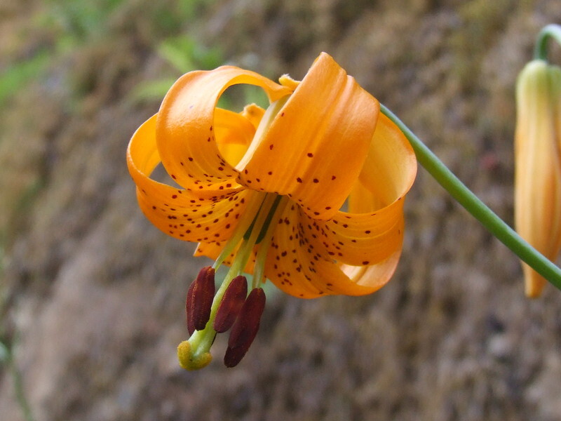Lilium columbianum (Columbia Lily or Oregon Lily)