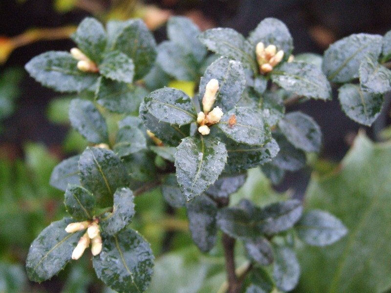 Osmanthus delavayi (Delavay Osmanthus)