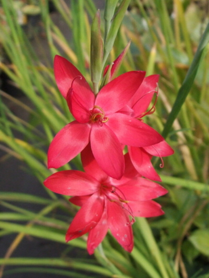 Schizostylis coccinea (Crimson Lily, Crimson Flag )