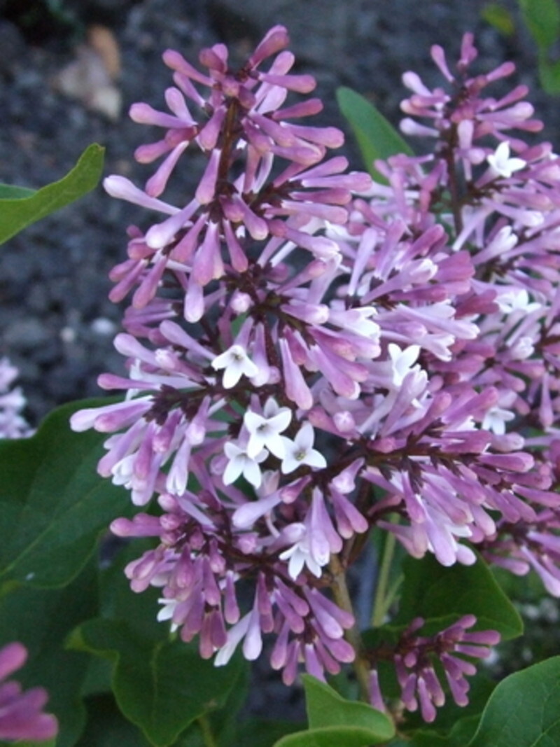 Syringa patula 'Miss Kim' (Miss Kim Korean Lilac)