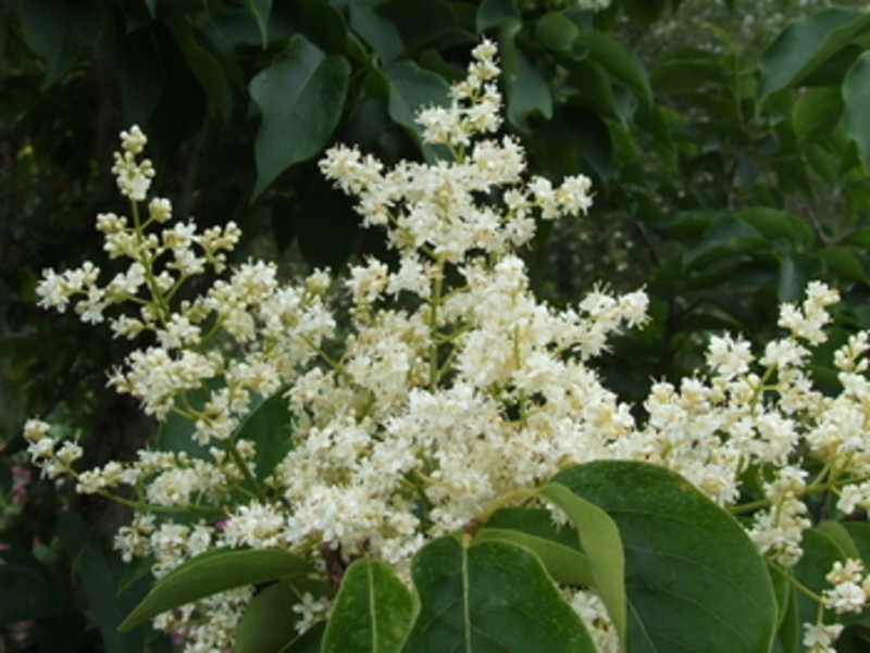 Syringa reticulata 'Ivory Silk' (Japanese Tree Lilac)