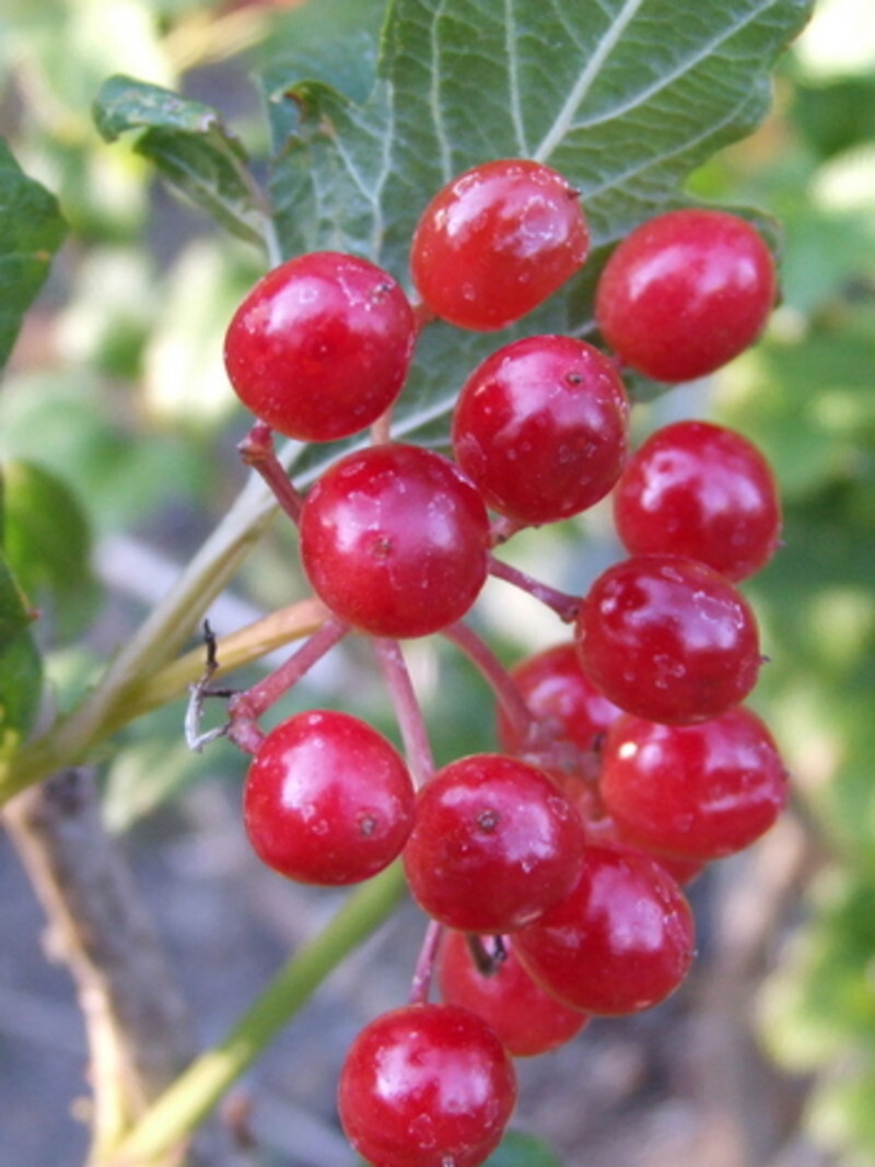 Viburnum opulus 'Compactum' (Compact European Cranberry)