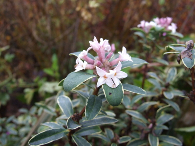 Daphne x transatlantica 'Summer Ice'