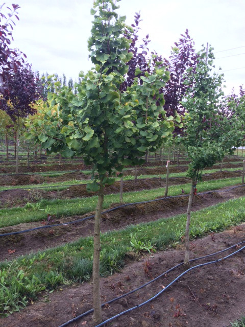 Ginkgo biloba 'Autumn Gold'