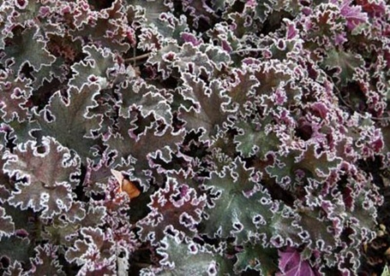 Heuchera 'Purple Petticoats' (Coral Bells)