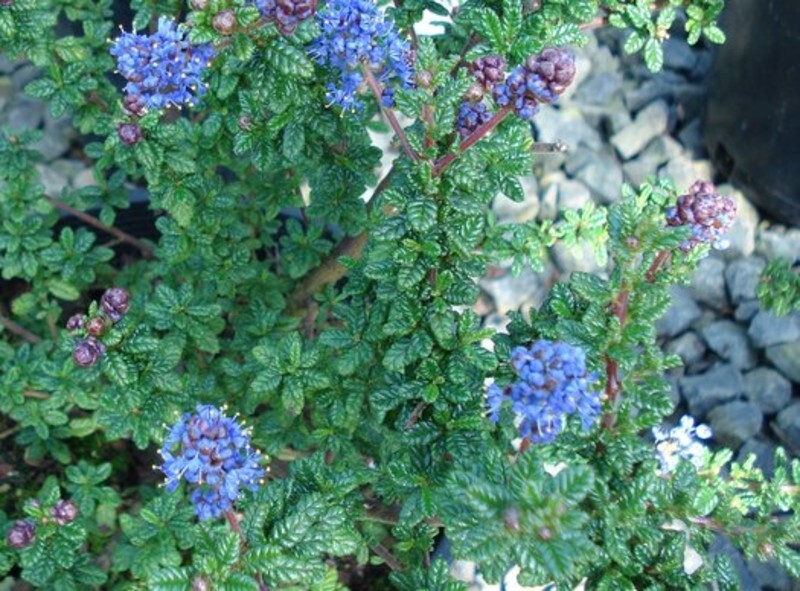 Ceanothus 'Dark Star' (Wild Lilac)