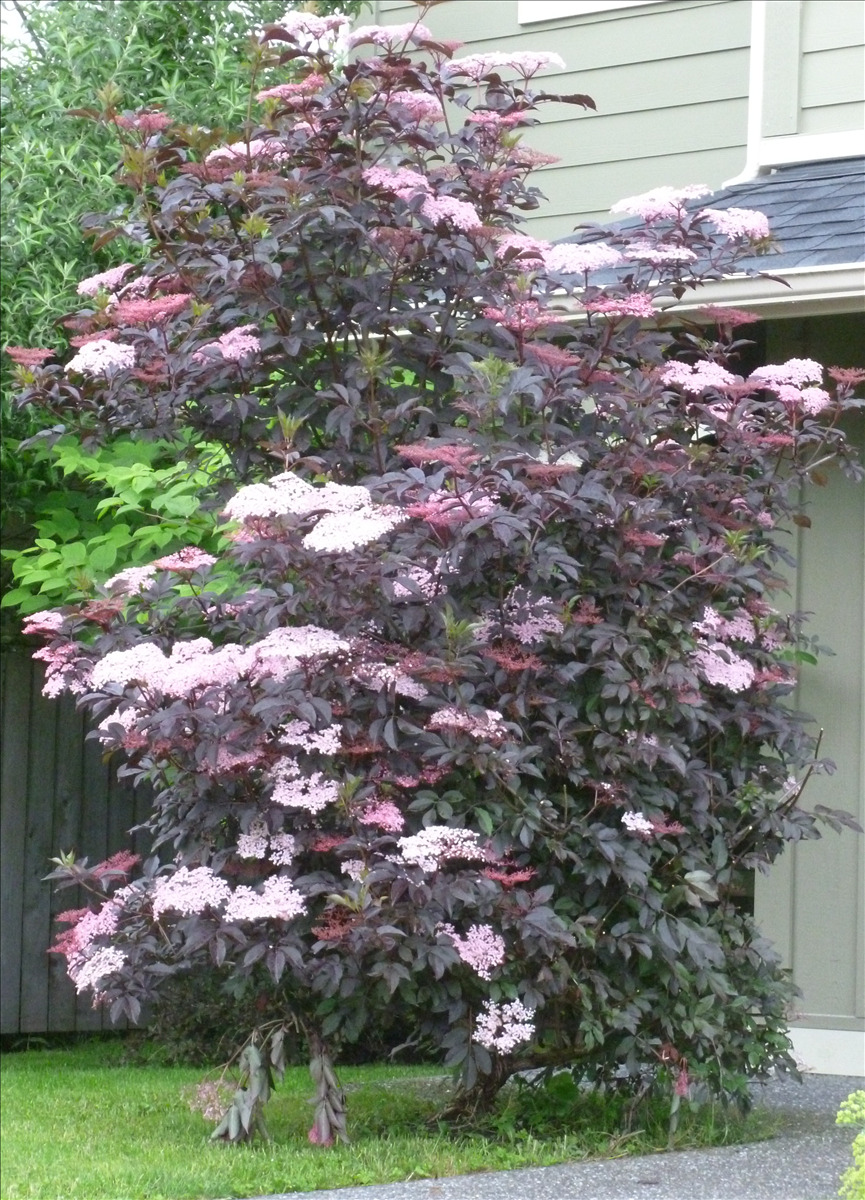 Sambucus nigra 'Gerda' PP12305