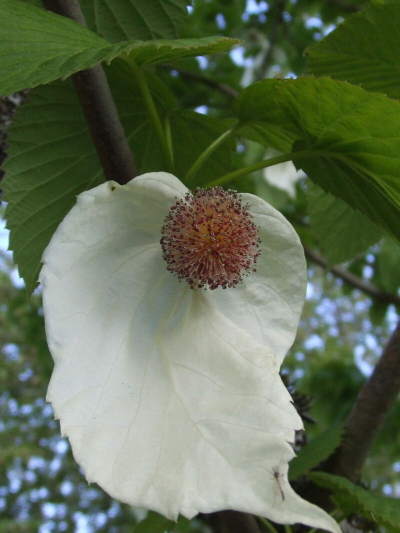 Davidia involucrata 'Sonoma' (Dove Tree)