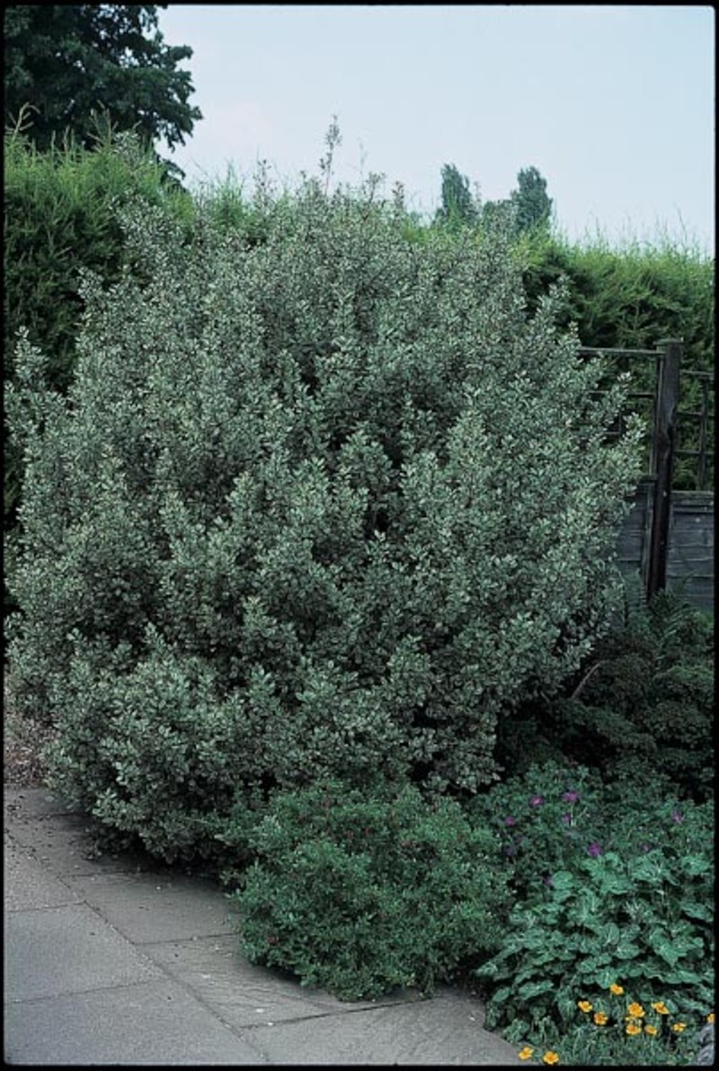 Rhamnus alaternus 'Argenteovariegata' (Mediterranean Buckthorn)