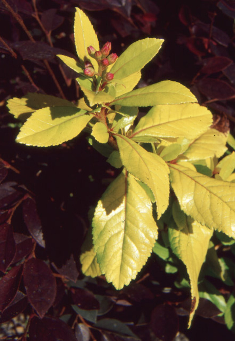Escallonia laevis 'Gold Brian'