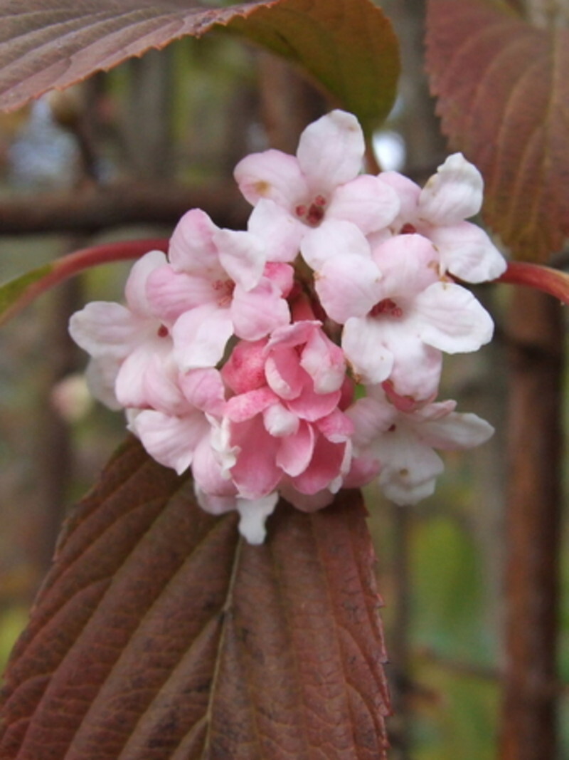 Viburnum x bodnantense 'Dawn' (Pink Dawn Viburnum)
