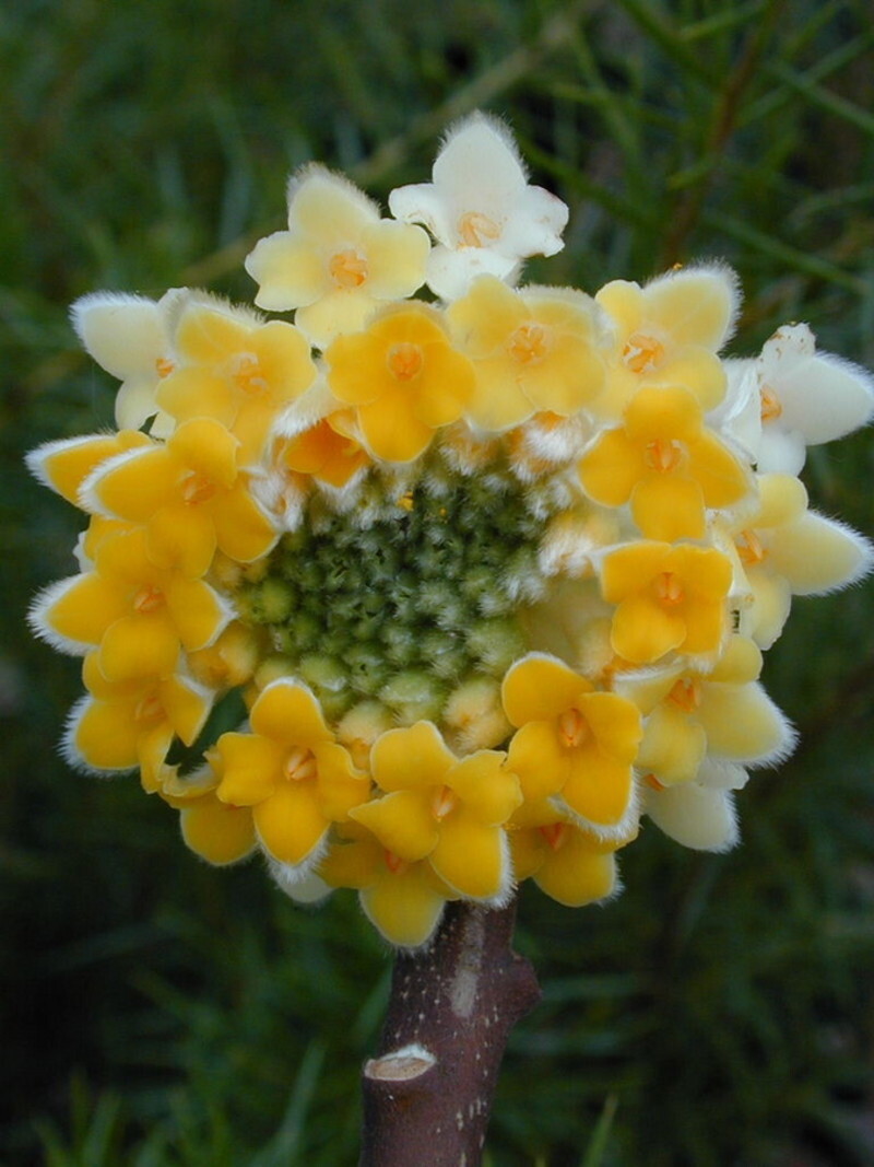 Edgeworthia chrysantha (Paper Bush)