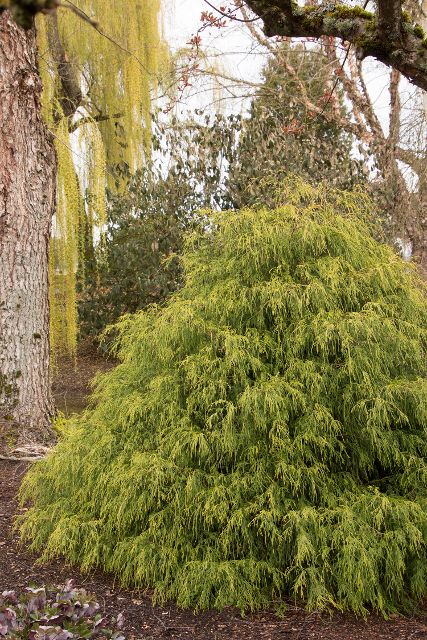 Chamaecyparis pisifera filifera 'Golden Charm'