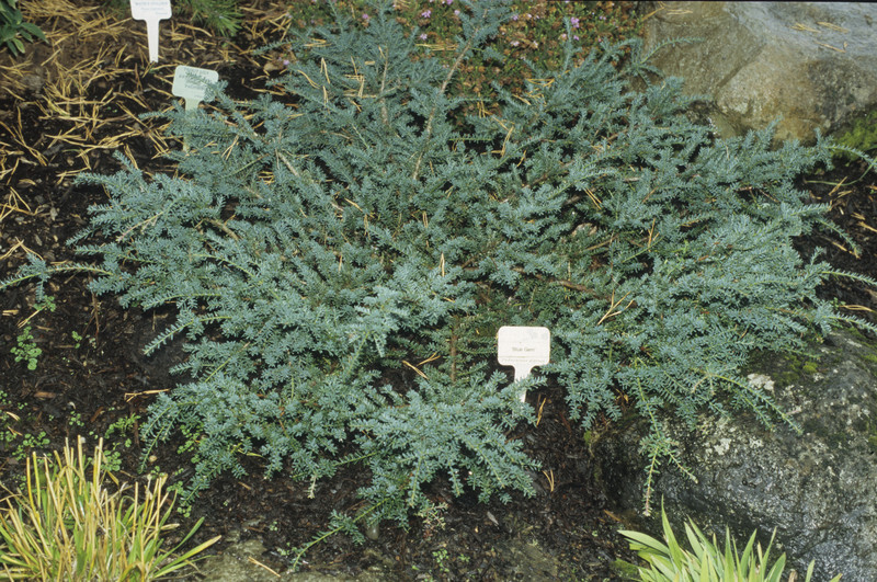 Podocarpus alpinus 'Blue Gem' (Blue Gem Tasmanian Podocarp)