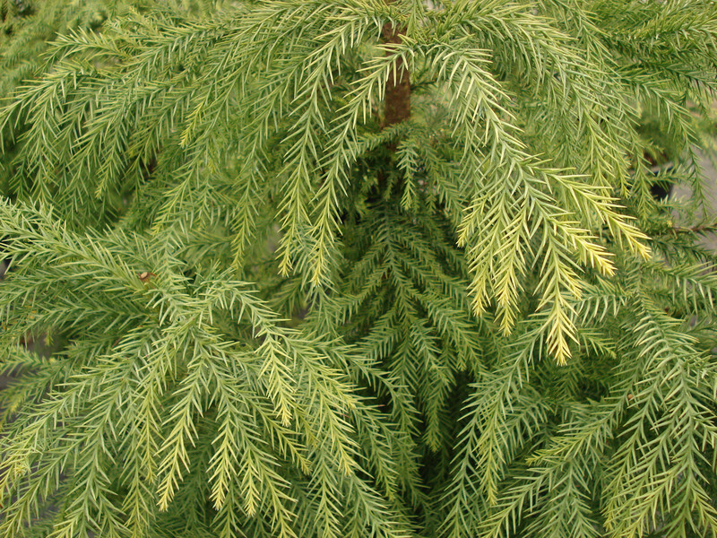 Cryptomeria japonica 'Sekkan-sugi' (Japanese Cedar)